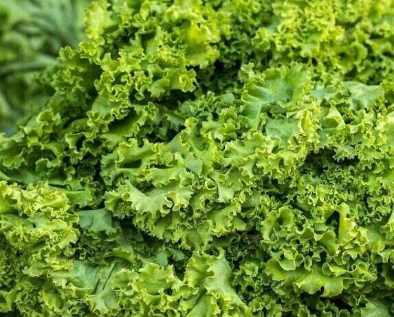 500+ Old Fashioned Mustard Greens Garden NON-GMO Vegetable Seeds | www.seedsplantworld.com