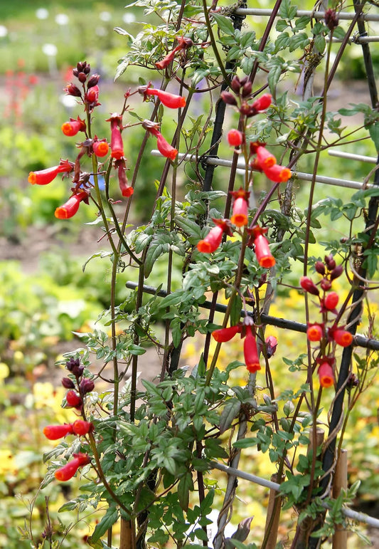 50 Mixed Glory Vine Eccremocarpus Scaber Chilean Glory Red Pink Flower Seeds | www.seedsplantworld.com