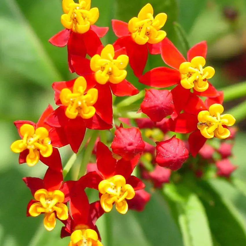 100 Milkweed Tropical Bloodflower Asclepias Monarch Butterfly Host Plant Seeds For Planting | www.seedsplantworld.com