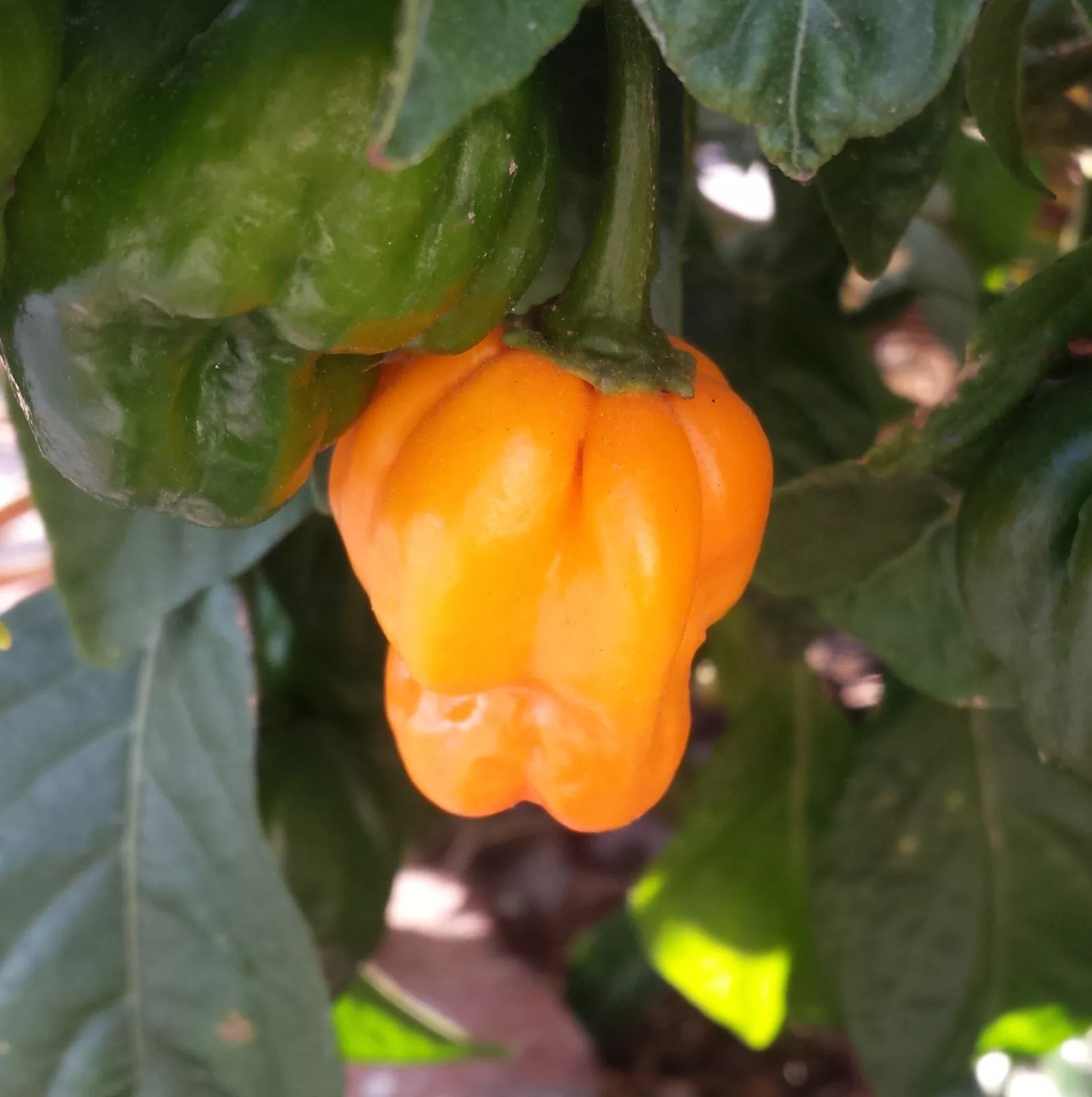 40 Orange Scotch Bonnet Pepper Very Hot Jamaican Capsicum Annuum Vegetable Seeds | www.seedsplantworld.com