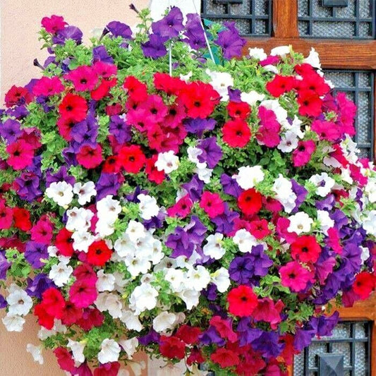 2001 Dwarf Petunia Mix Flower Seeds