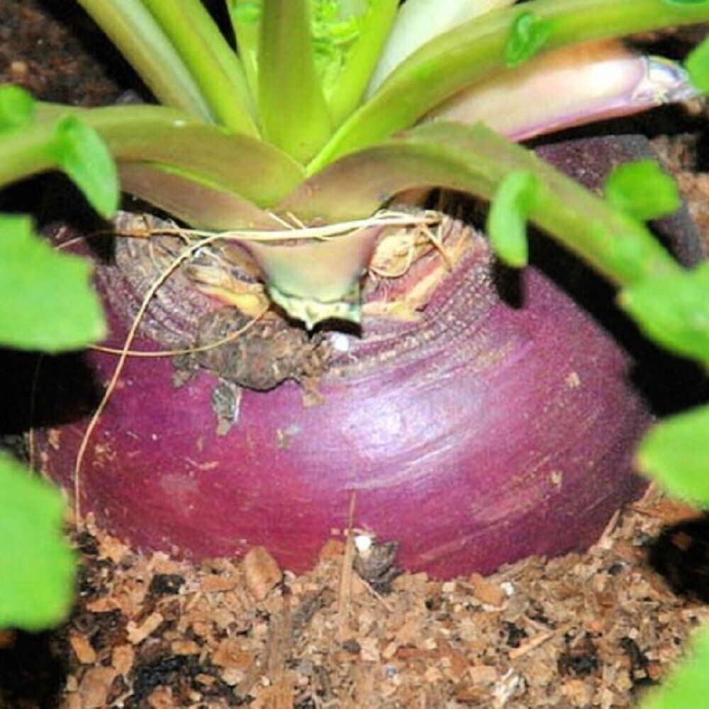 50 Rutabaga Laurentian NON-GMO Heirloom Vegetable Seeds | www.seedsplantworld.com