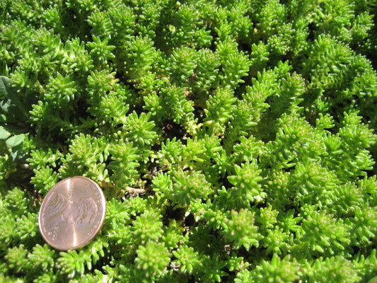 25 Spanish Stonecrop / Sedum Hispanicum Groundcover Flower Seeds | www.seedsplantworld.com