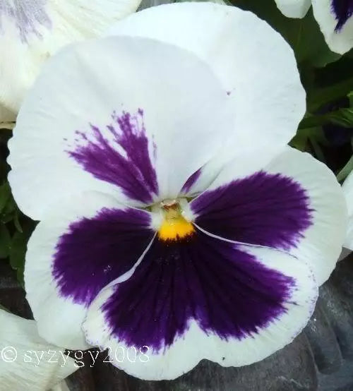 50 White & Purple Pansy Viola Violet Flower Seeds | www.seedsplantworld.com