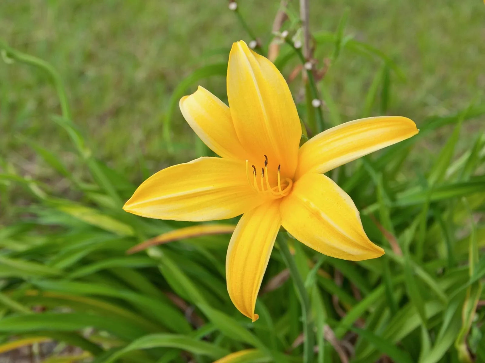 2 Aztec Gold Daylily Perennial Flower Bulb Bare Root Plants | www.seedsplantworld.com