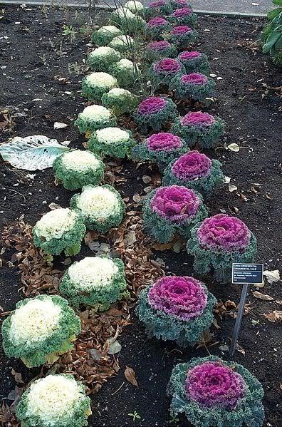 60 Ornamental Kale Mixed Colors Brassica Oleracea Flower Seeds | www.seedsplantworld.com