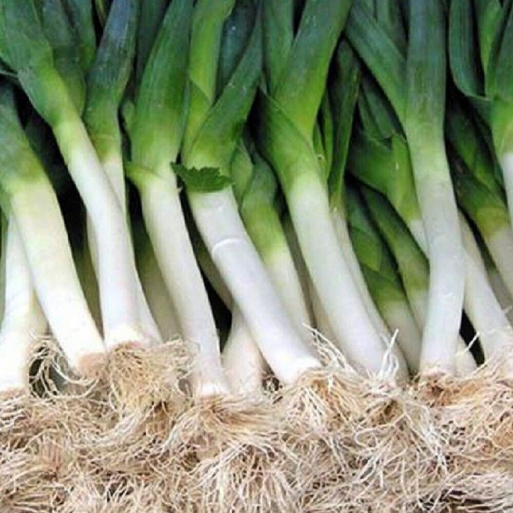 50 Carantan Leek NON-GMO Heirloom Vegetable Seeds | www.seedsplantworld.com