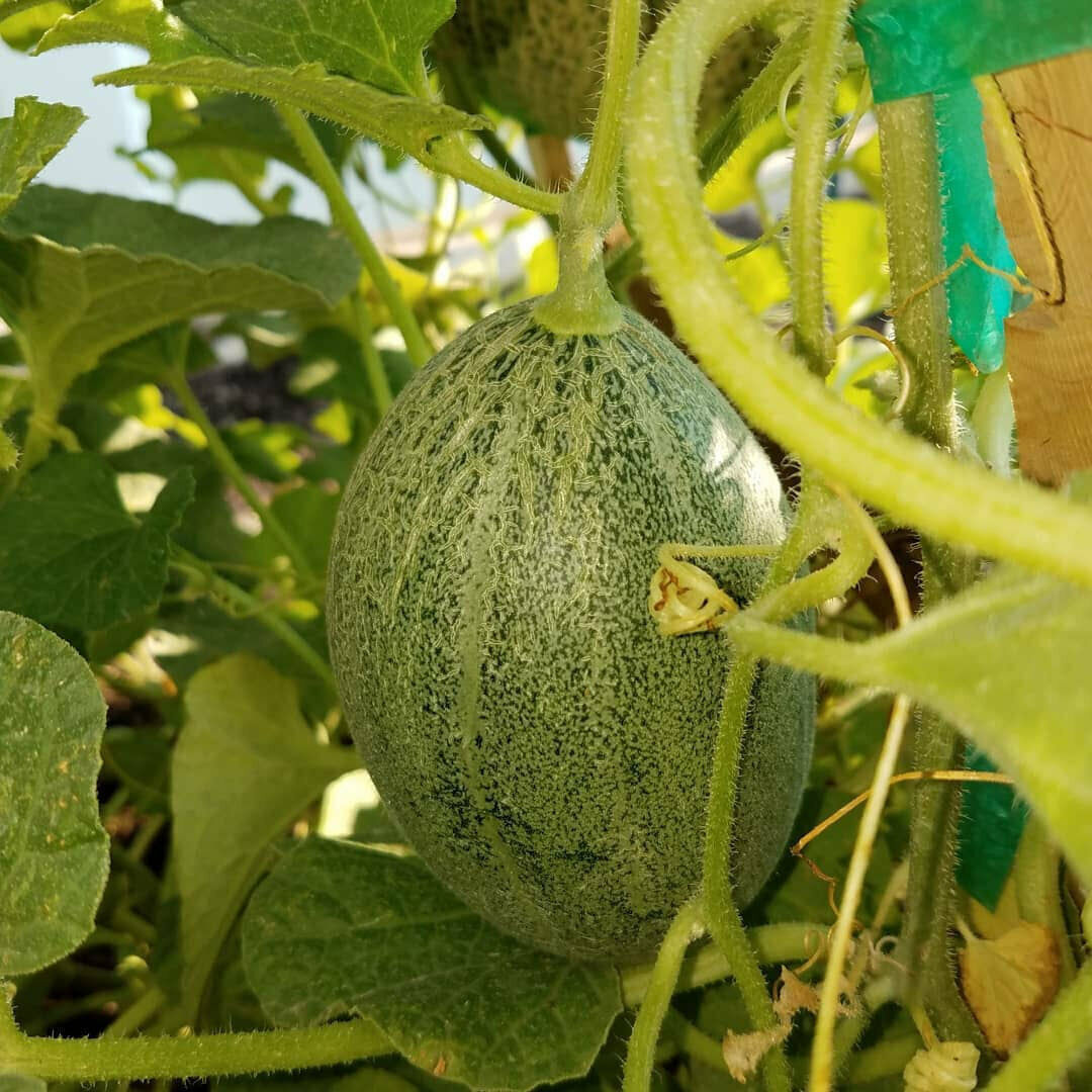 50+ Crenshaw Melon Cantaloupe Fruit Heirloom NON-GMO Fruit Seeds | www.seedsplantworld.com