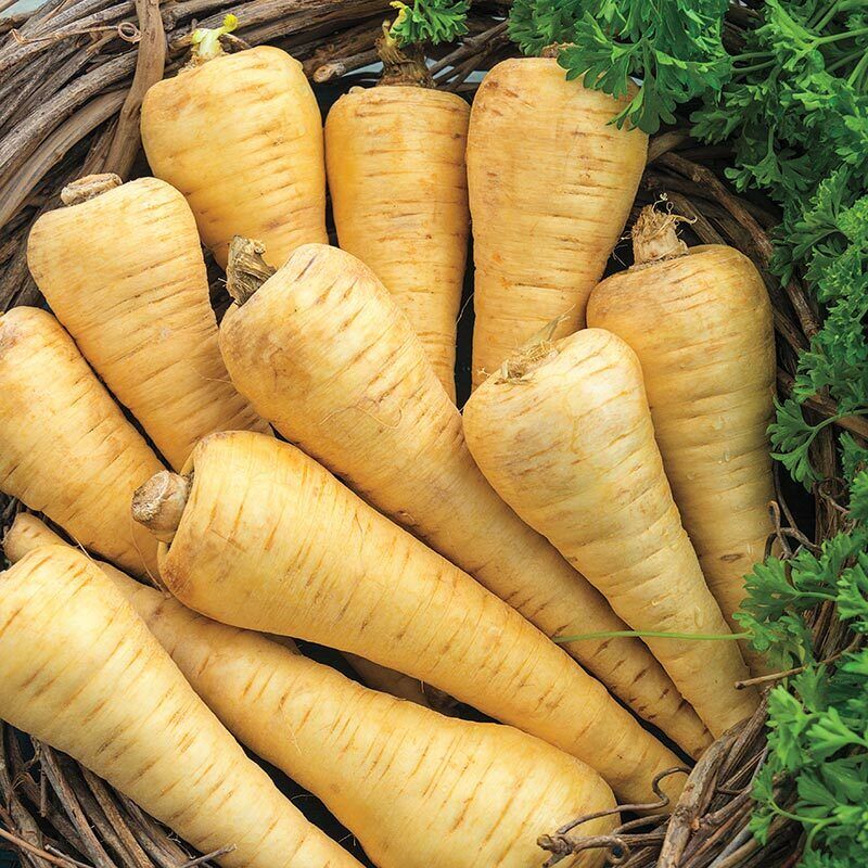 200+ Parsnip All American Garden NON-GMO Vegetable Seeds | www.seedsplantworld.com