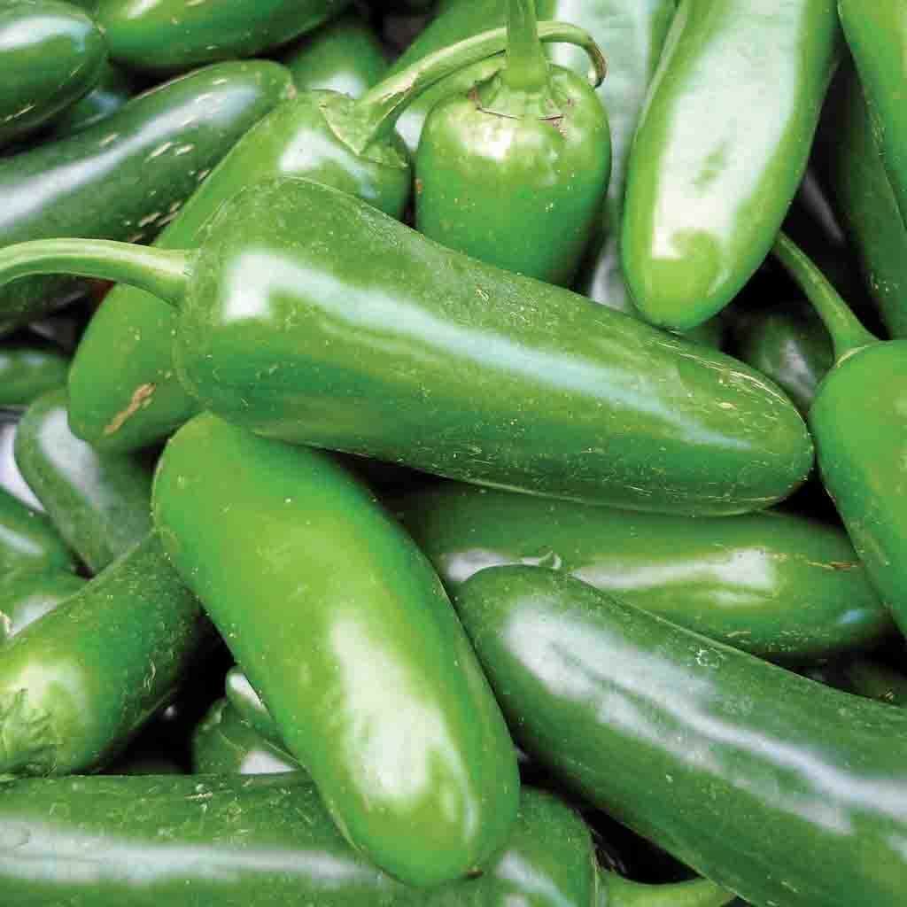 50+ Jalapeno M Pepper Hot Spicy NON-GMO Vegetable Seeds | www.seedsplantworld.com