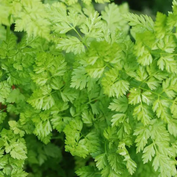 400 Chervil Seeds Heirloom Non-GMO Herb Seeds | www.seedsplantworld.com