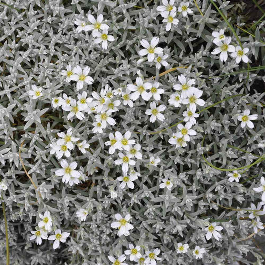 300+ Snow In Summer Cerastium Groundcover Perrenial Flower Seeds | www.seedsplantworld.com