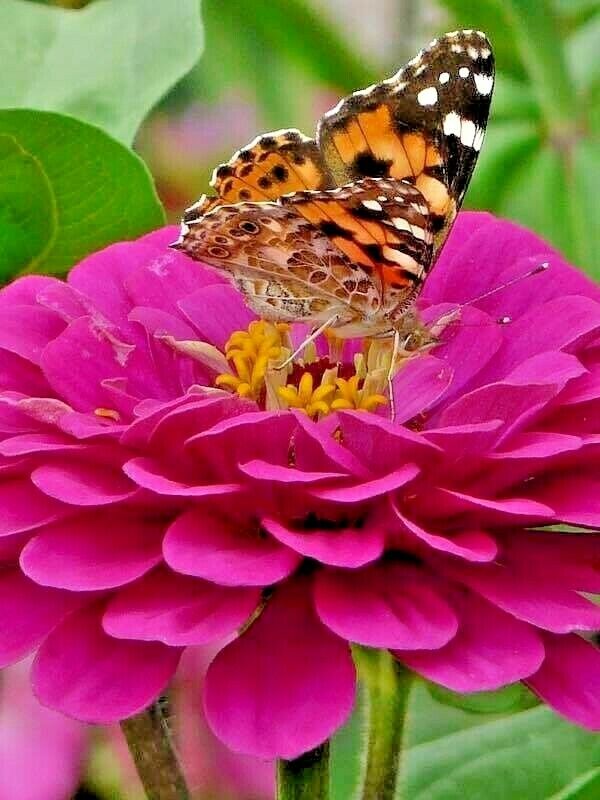 301 Lavender Zinnia Flower Seeds | www.seedsplantworld.com