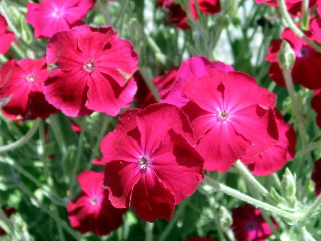 Rose Campion 200 Seeds