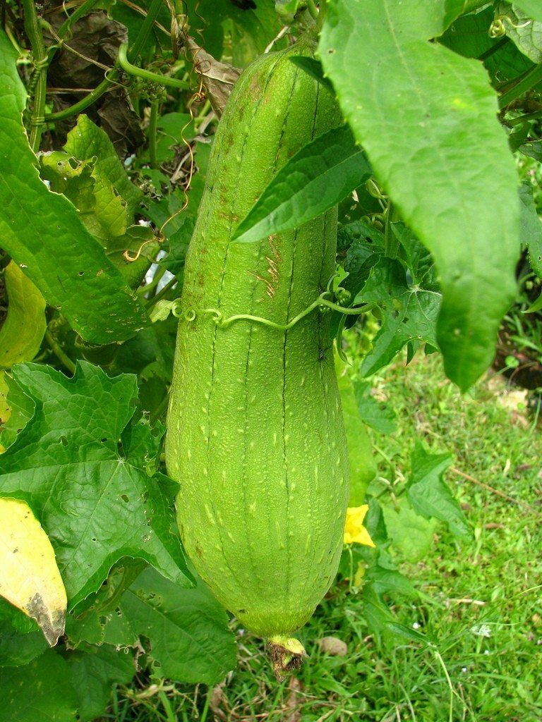 10 Ct Luffa Gourd Sponge Heirloom NON-GMO Vegetable Seeds | www.seedsplantworld.com