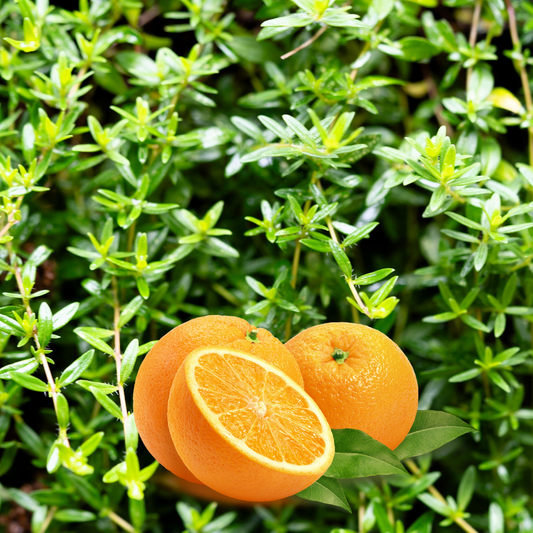 30 Orange Thyme Orangelo Thymus Vulgaris Fragrantissimus Culinary Herb Seeds | www.seedsplantworld.com