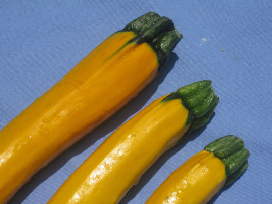 20 Squash Zucchini Golden Yellow Vegetable Seeds | www.seedsplantworld.com