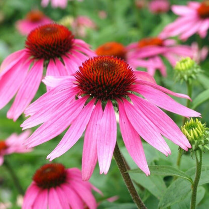 501 Purple Coneflower Flower Seeds