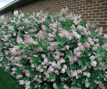 Miss Kim Lilac Live Plant 6-12" In A Quart Pot | www.seedsplantworld.com