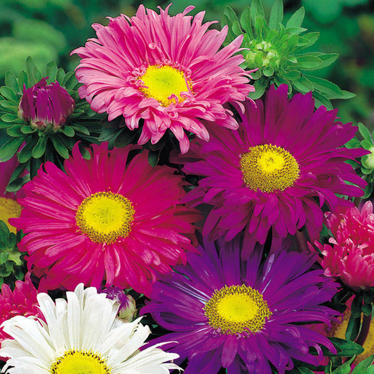 200+ Aster Single China Mix Colors Flower Seeds | www.seedsplantworld.com