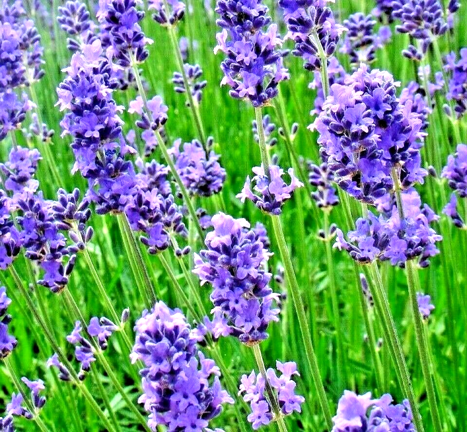 800 Lavender Spring Perennial Mosquito Bug Repelling Herb Bees Non-Gmo Herb Seeds | www.seedsplantworld.com