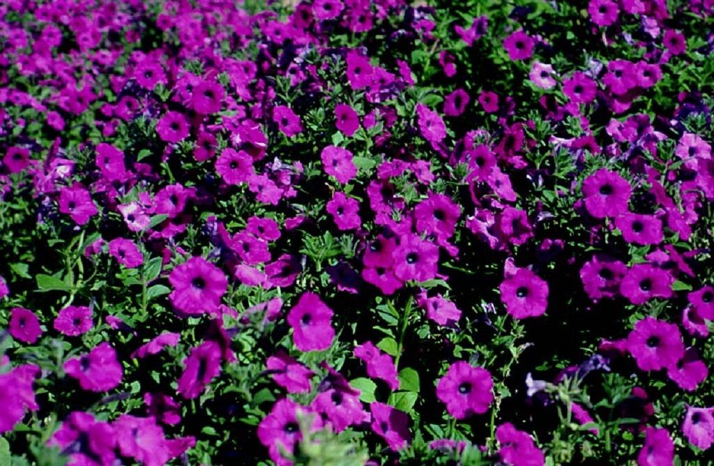 200 Purple Laura Bush Petunia Violacea Violet Perennial Trumpet Flower Seeds | www.seedsplantworld.com