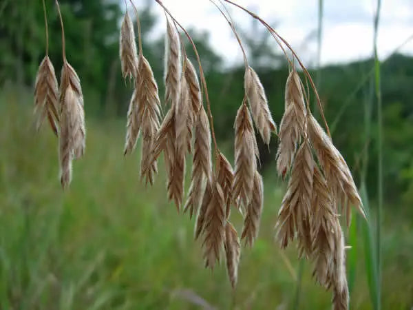 100 Prairie Brome Arctic Brome Ornamental Grass Bromus Kalmii Seeds | www.seedsplantworld.com