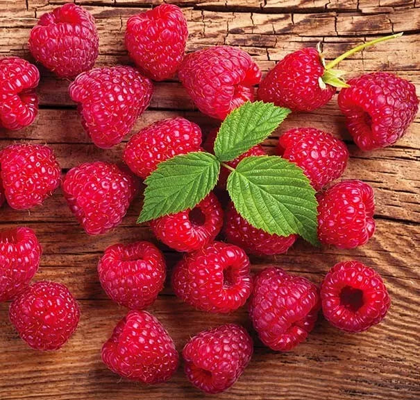 1 Heritage Everbearing Live Red Raspberry Plant (1-2 Yr Old) Fruit Plant