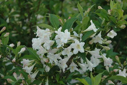 White Weigela (Weigela Florida White) Live Plant 4" Pot