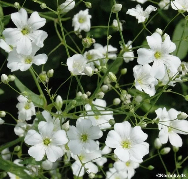 500 Baby's Breath White Annual Flower Seeds | www.seedsplantworld.com