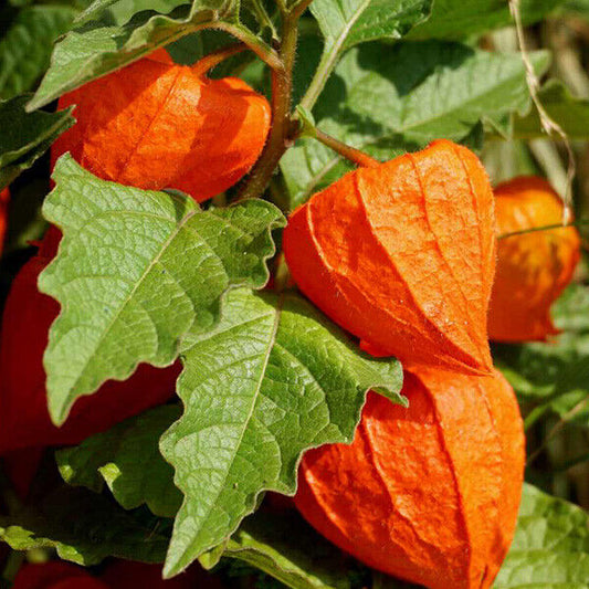 50 Ct Chinese Lantern Physalis Franchetti Heirloom NON-GMO Vegetable Seeds | www.seedsplantworld.com