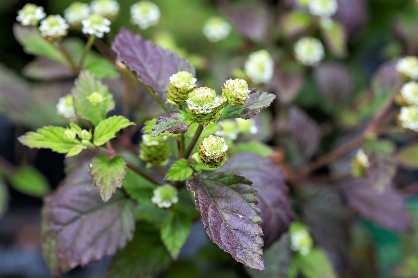 100 Aztec Sweet Herb Honeyherb Mayan Mint Dulce Buttons Lippia Dulcis Phyla Seeds | www.seedsplantworld.com