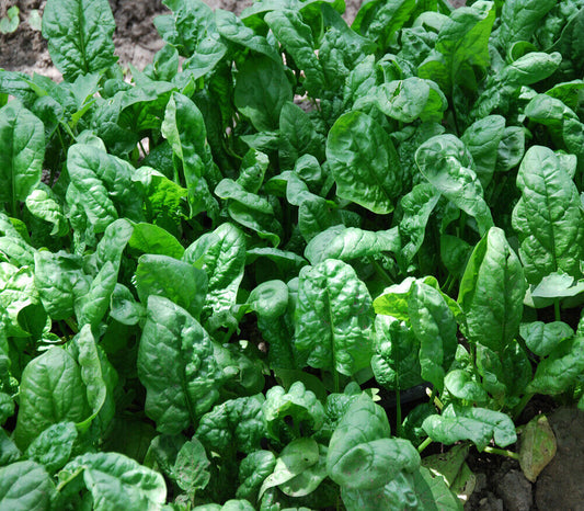 100+ Spinach Giant Noble Garden NON-GMO Vegetable Seeds | www.seedsplantworld.com