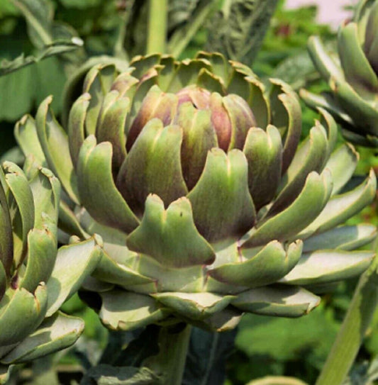 100 White Cardoon NON-GMO Heirloom Vegetable Seeds | www.seedsplantworld.com