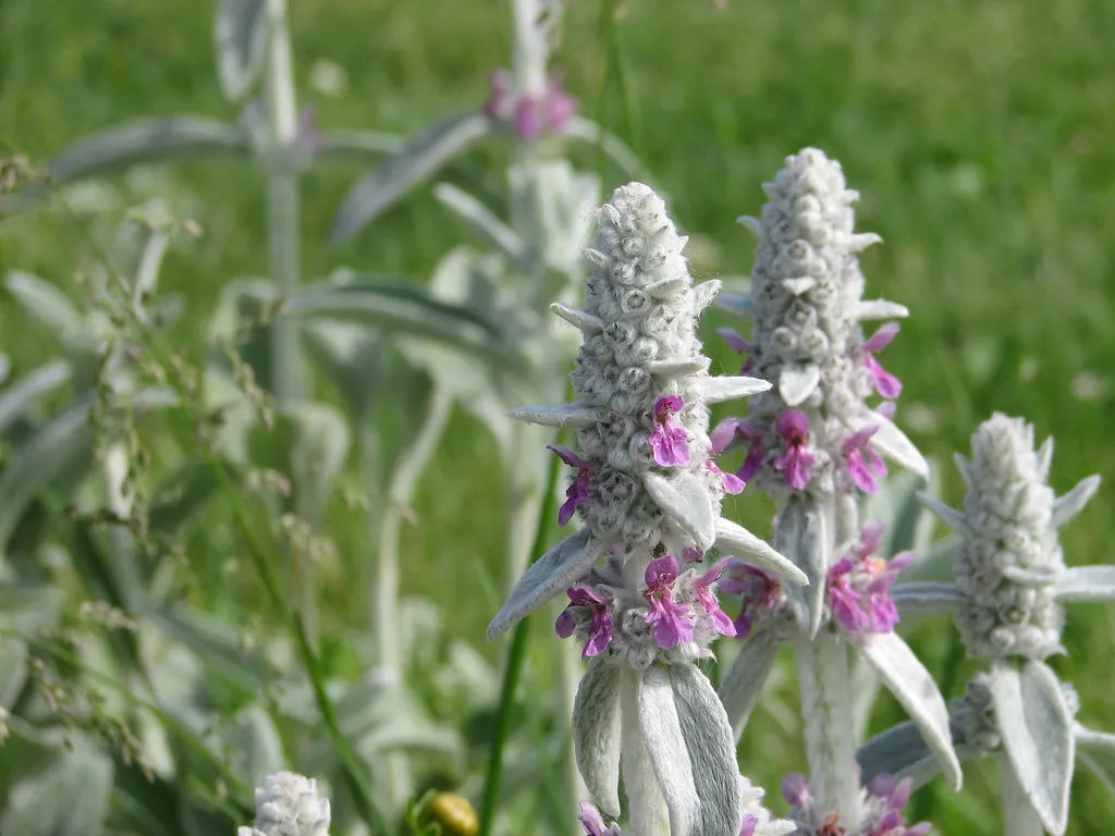 30 Lamb Lambs Ears Lamb's Sun Perennial Flower Seeds | www.seedsplantworld.com