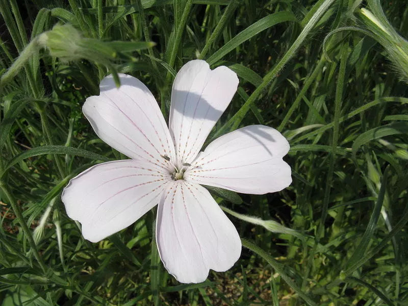 50 Bianca White Corn Cockle Agrostemma Githago Flower Seeds | www.seedsplantworld.com