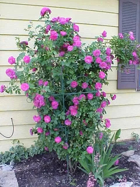 5 Purple Climbing Rose Rosa Bush Vine Climber Fragrant Butterfly Flower Seeds | www.seedsplantworld.com