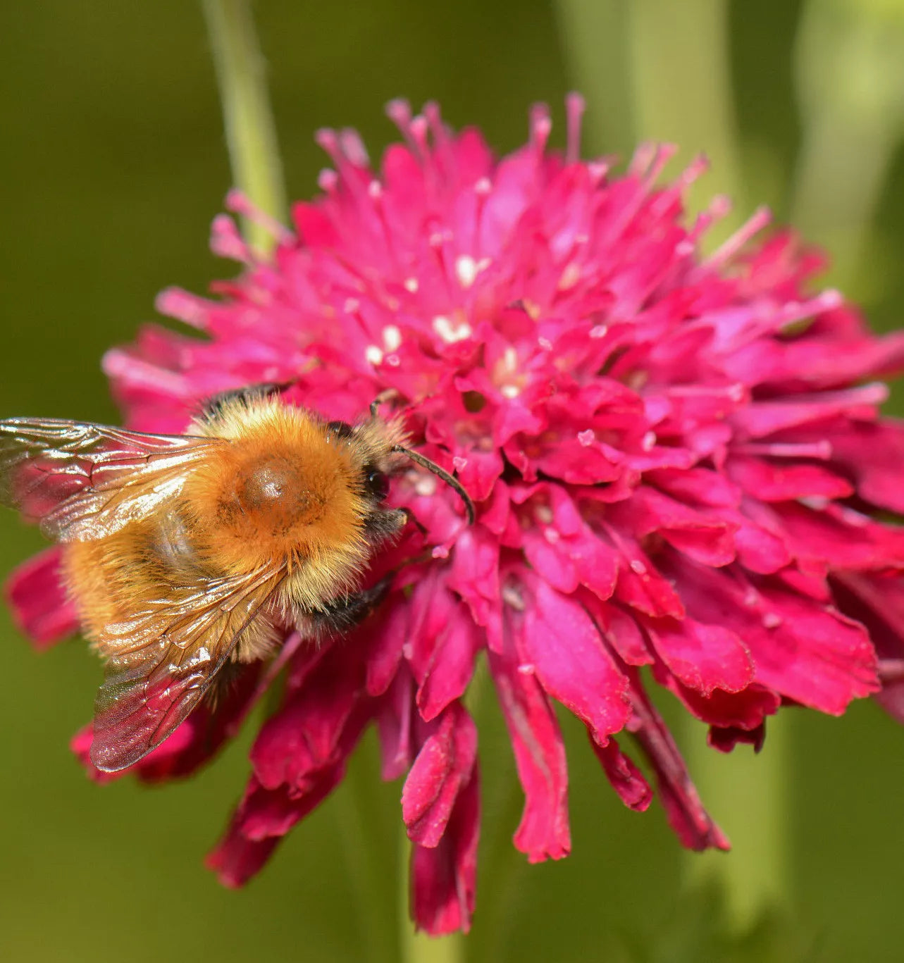 Red Knautia, 110 Seeds