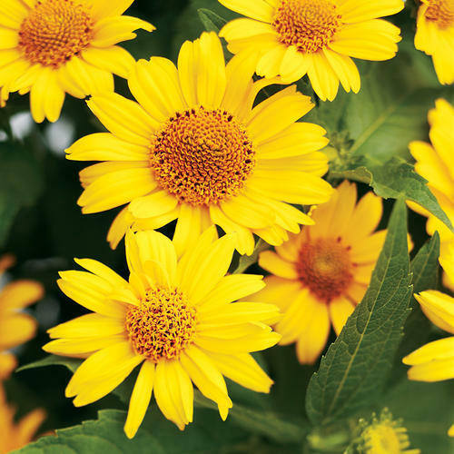 55 Heliopsis False Sunflower Perennial Flower Seeds | www.seedsplantworld.com