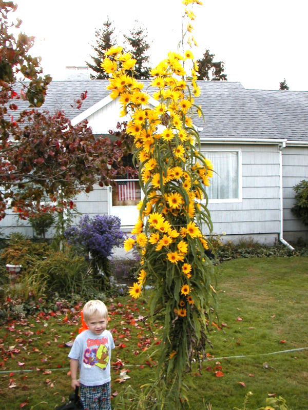 115 Sunflower Maximilian Perennial Yellow Flower Seeds | www.seedsplantworld.com