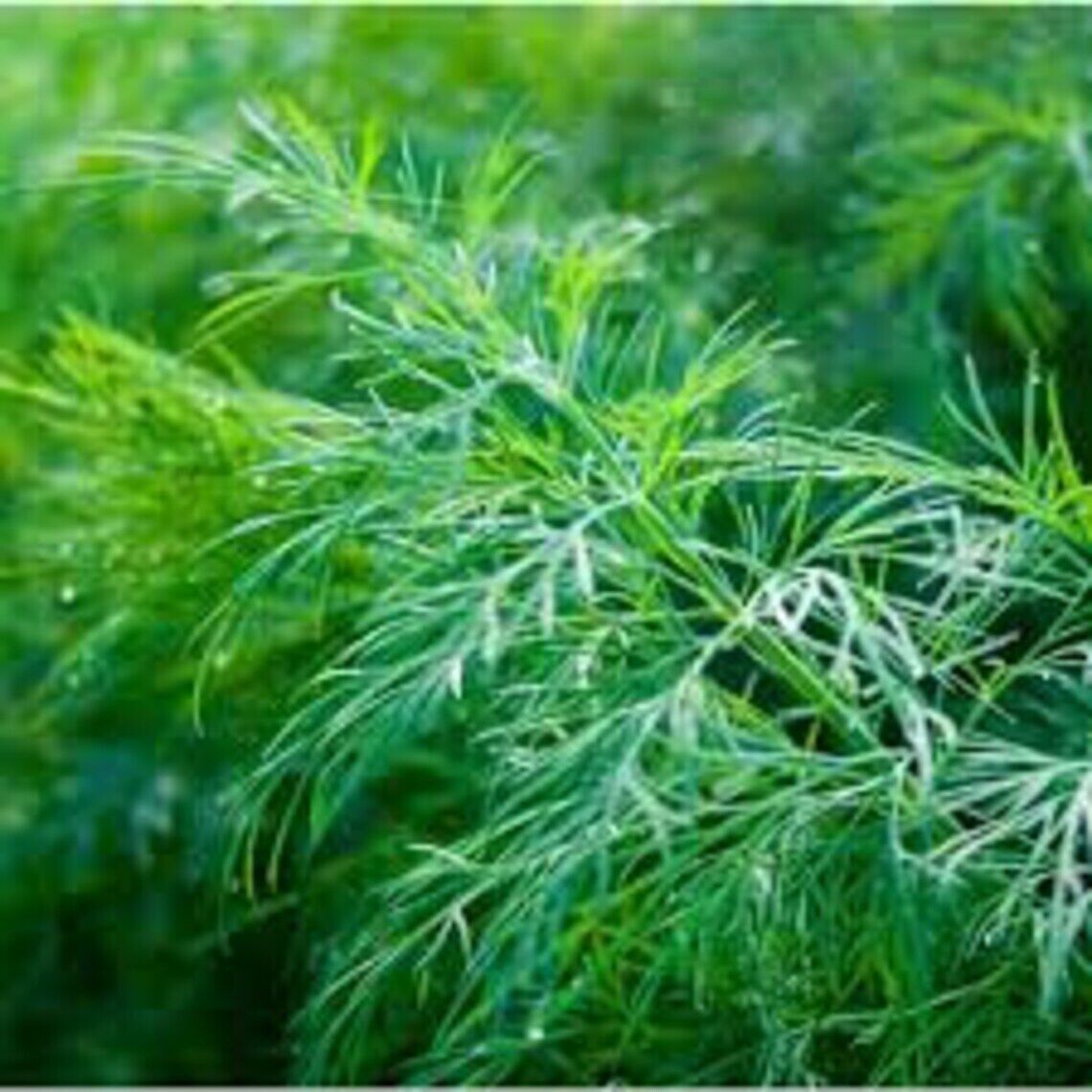 500+ Dill Dukat Anethum Graveolens Spice Culinary NON-GMO Herb Seeds | www.seedsplantworld.com