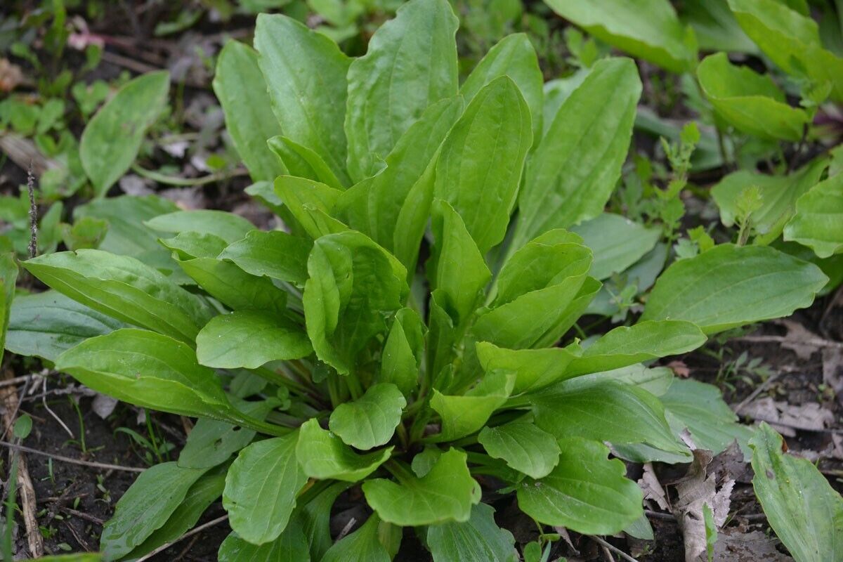 250+ Plantain Plantago Major Medicinal Perennial Heat Tolerant Herb Seeds | www.seedsplantworld.com