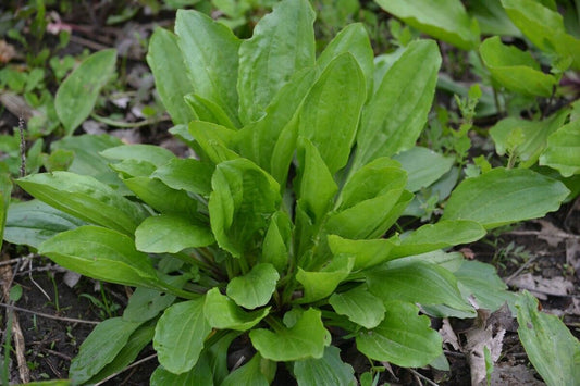 250+ Plantain Plantago Major Medicinal Perennial Heat Tolerant Herb Seeds | www.seedsplantworld.com