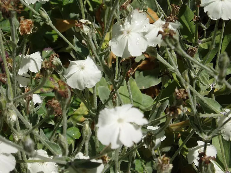 White Rose Campion 100 Seeds | www.seedsplantworld.com