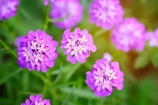 1000 Rose Cardinal Candytuft Iberis Umbellata Flower Seeds | www.seedsplantworld.com