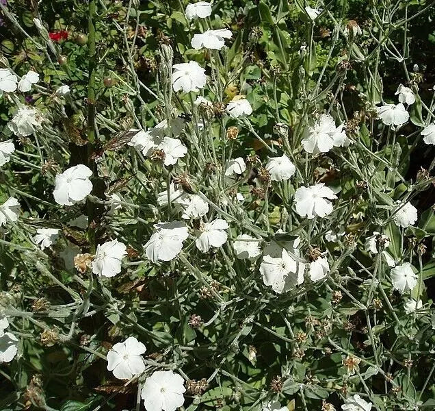 White Rose Campion 100 Seeds