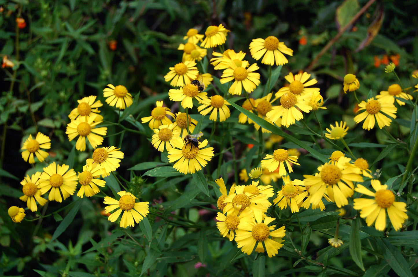 320 Sneezeweed Helen's Flower Yellow Flower Sneeze Weed Flower Seeds | www.seedsplantworld.com