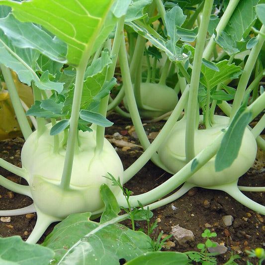 500+ Kohlrabi White Vienna Heirloom NON-GMO Vegetable Seeds | www.seedsplantworld.com