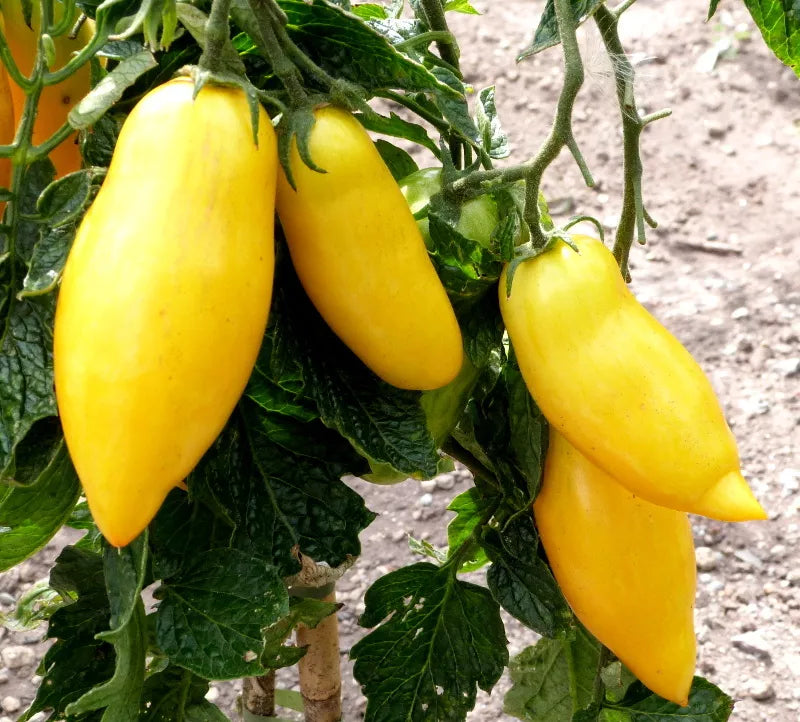 40 Banana Legs Tomato Heirloom Yellow Lycopersicon Fruit Vegetable Seeds | www.seedsplantworld.com