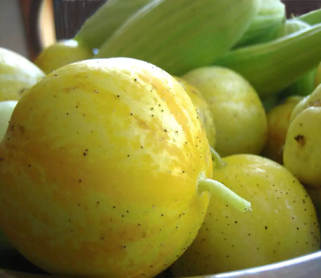 100 Lemon Cucumber Cucumis Sativus Fruit Vegetable Seeds | www.seedsplantworld.com